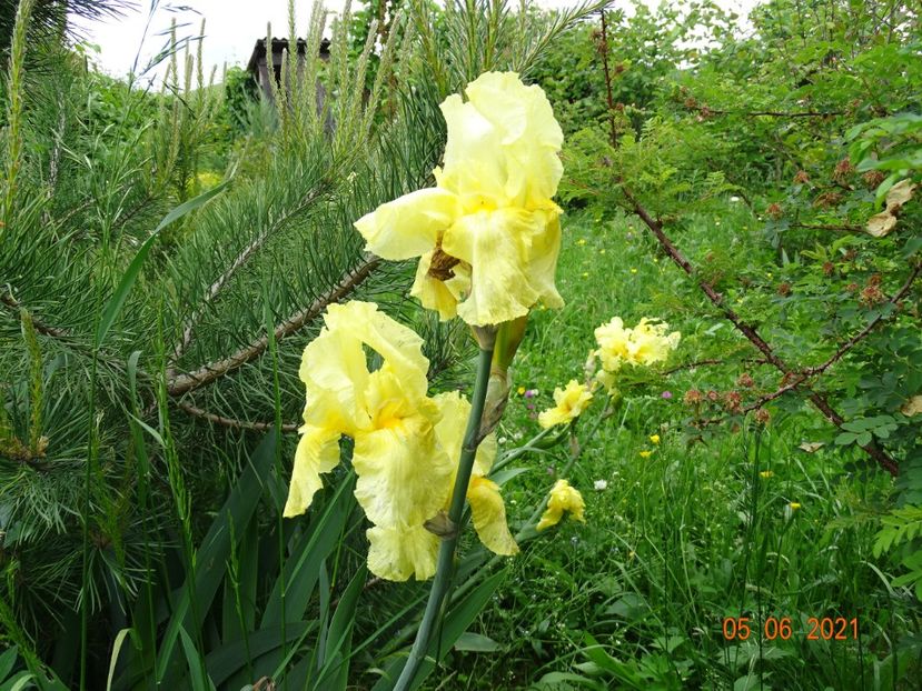  - Irisi si bujori 2021