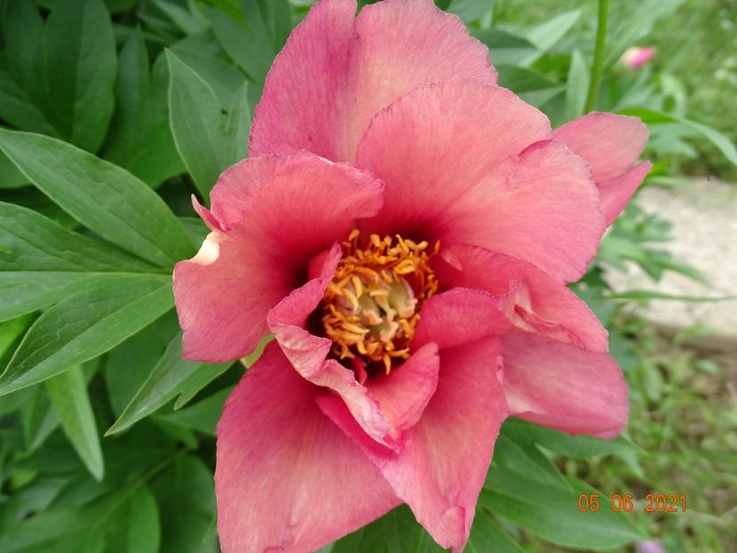  - Irisi si bujori 2021