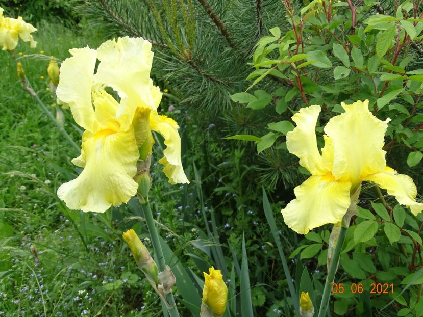  - Irisi si bujori 2021