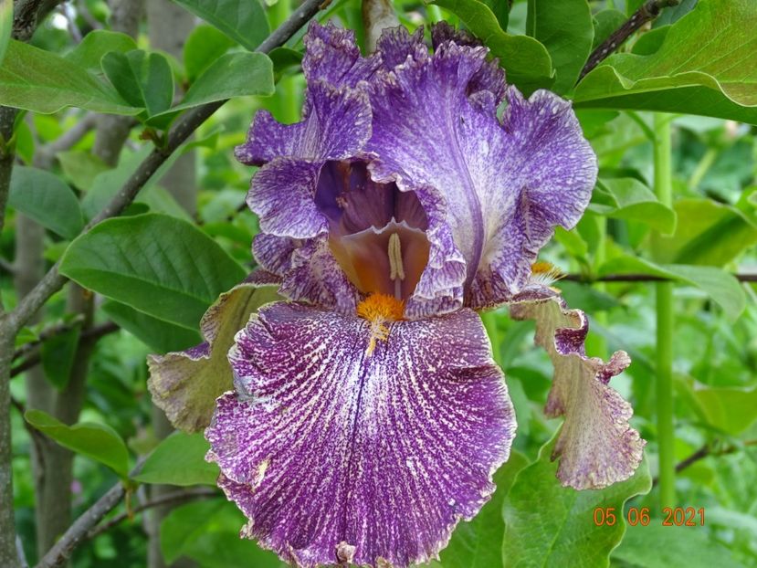 Vibrations - Irisi si bujori 2021