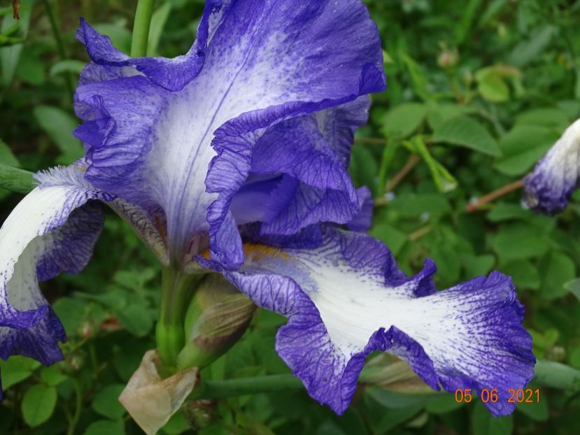  - Irisi si bujori 2021