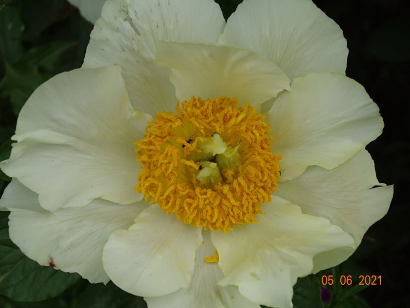 Moonrise - Irisi si bujori 2021