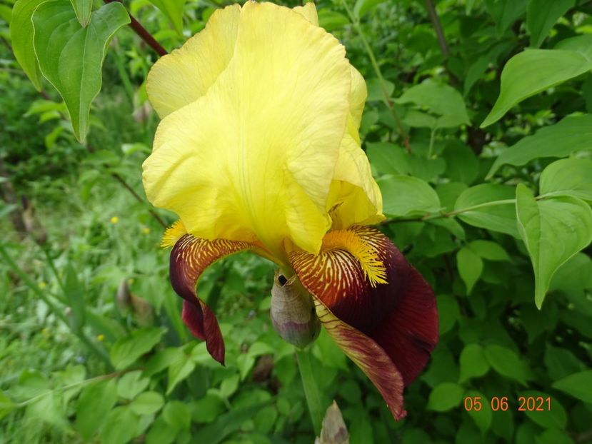  - Irisi si bujori 2021