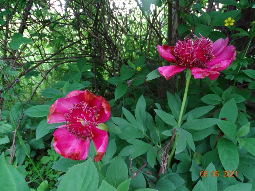 Anemoniflora - Irisi si bujori 2021