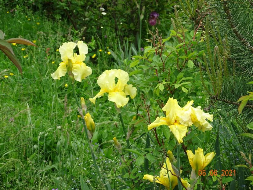  - Irisi si bujori 2021