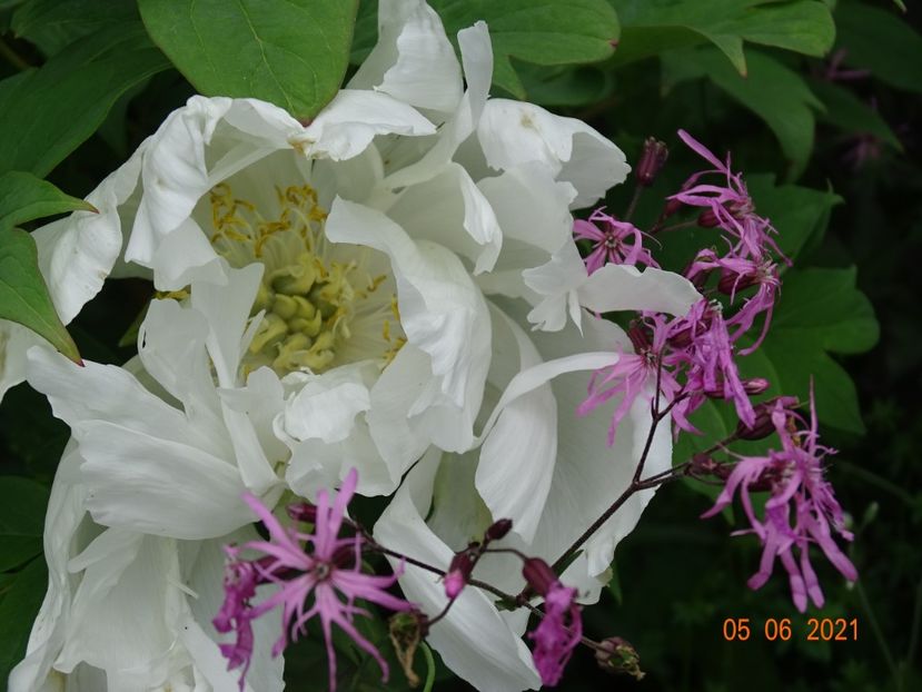 white anthesis - Irisi si bujori 2021