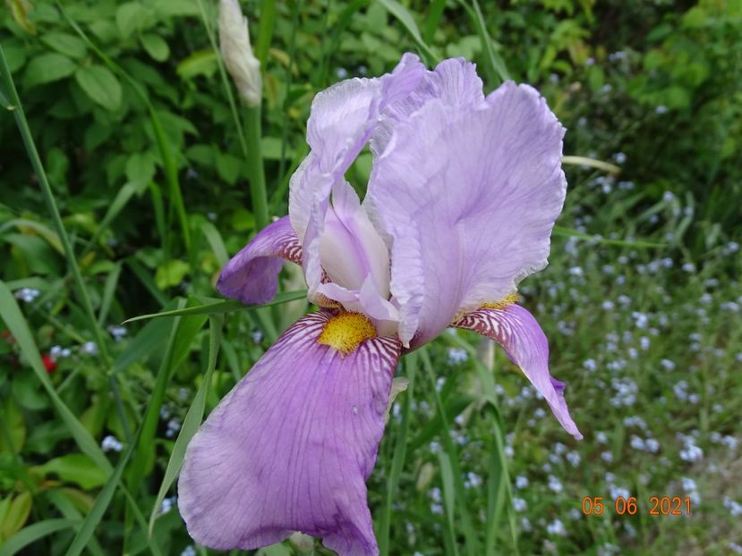  - Irisi si bujori 2021