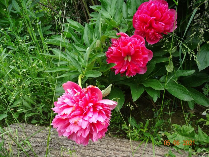  - Irisi si bujori 2021