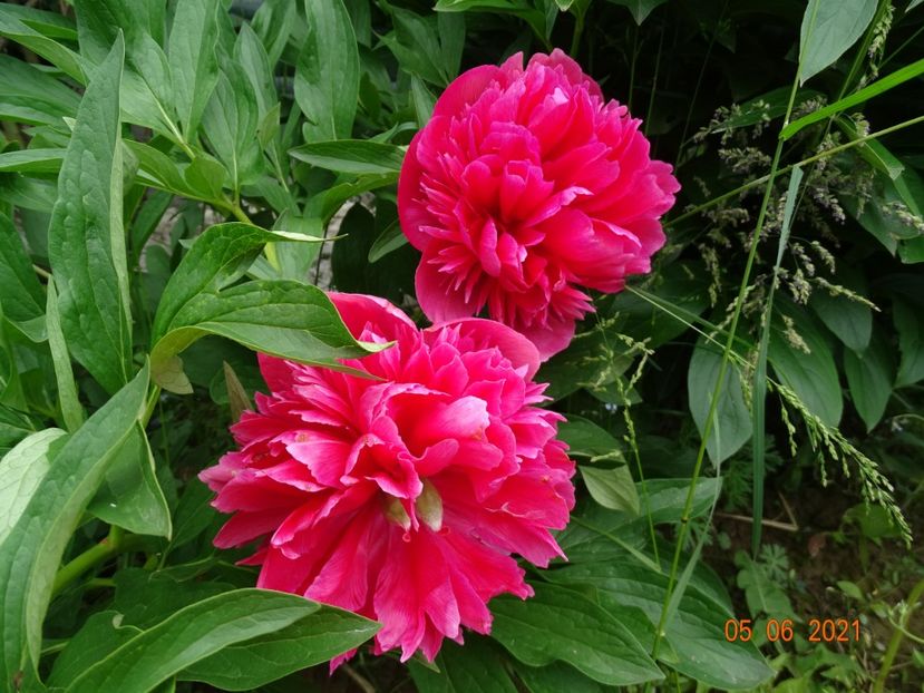  - Irisi si bujori 2021