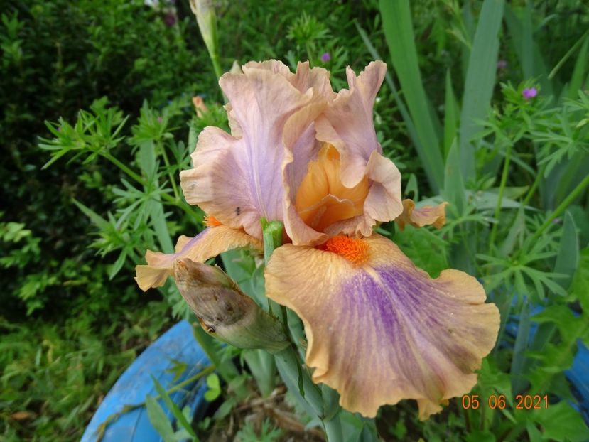 Bugaboo - Irisi si bujori 2021