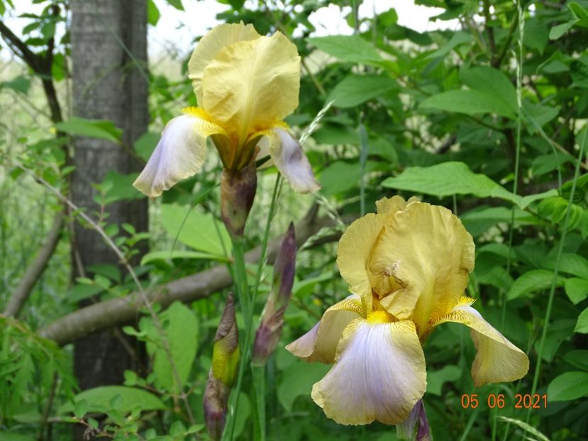  - Irisi si bujori 2021