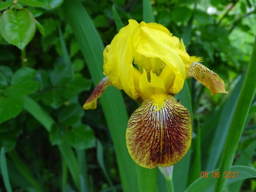  - Irisi si bujori 2021