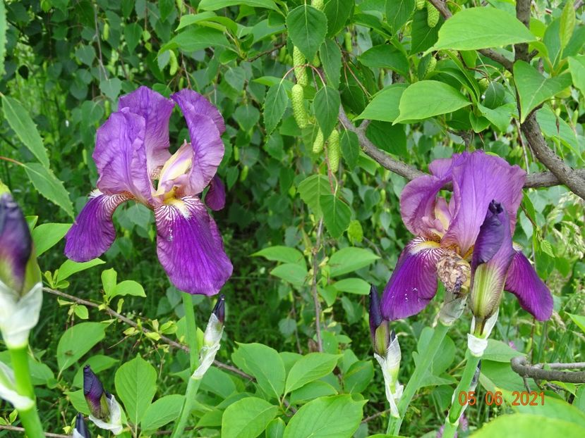  - Irisi si bujori 2021