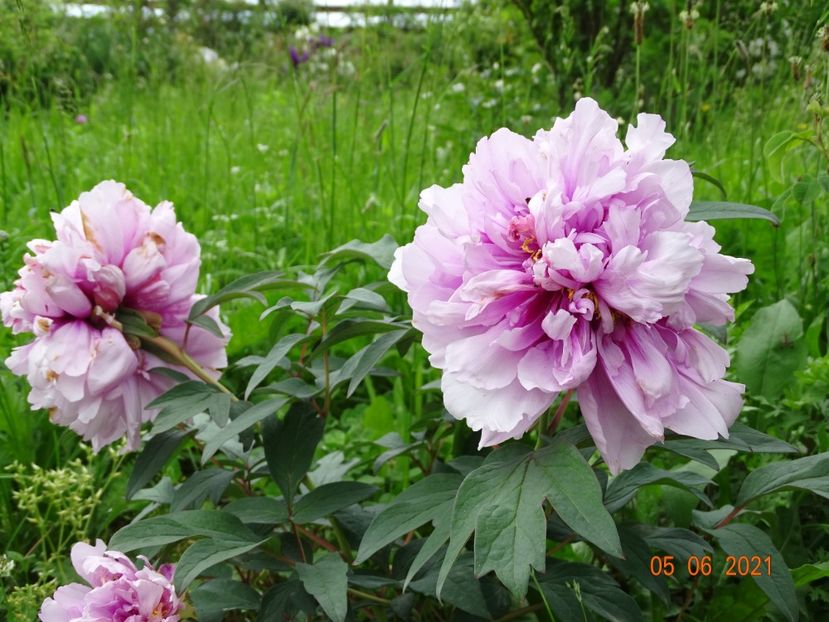  - Irisi si bujori 2021