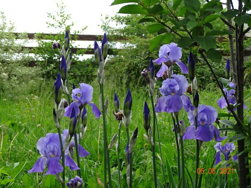  - Irisi si bujori 2021