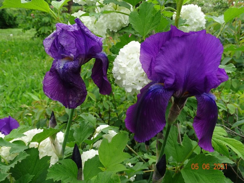  - Irisi si bujori 2021