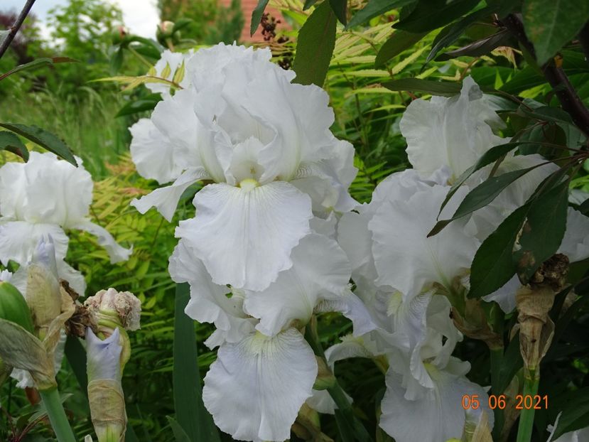  - Irisi si bujori 2021