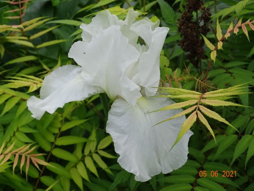  - Irisi si bujori 2021