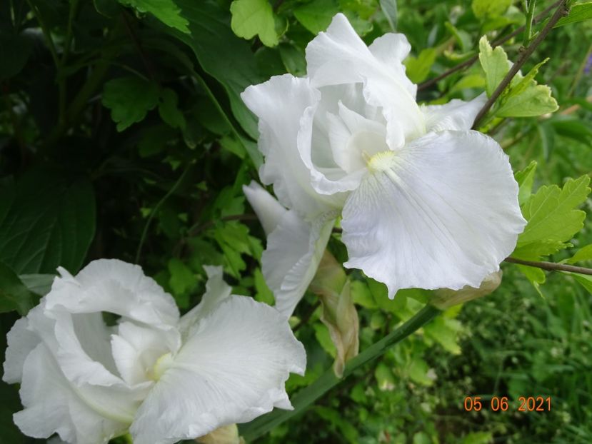  - Irisi si bujori 2021