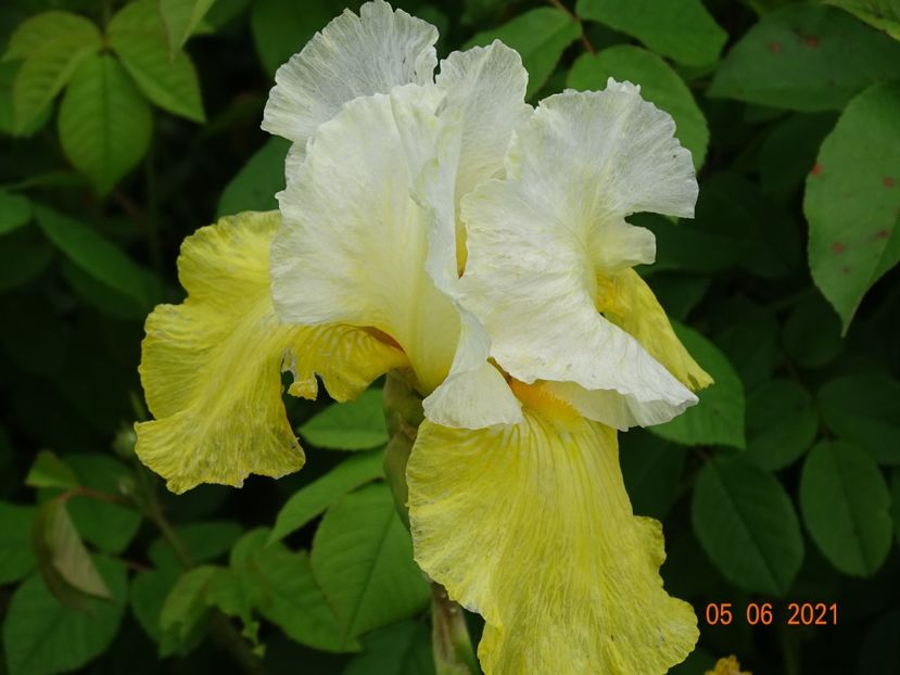  - Irisi si bujori 2021