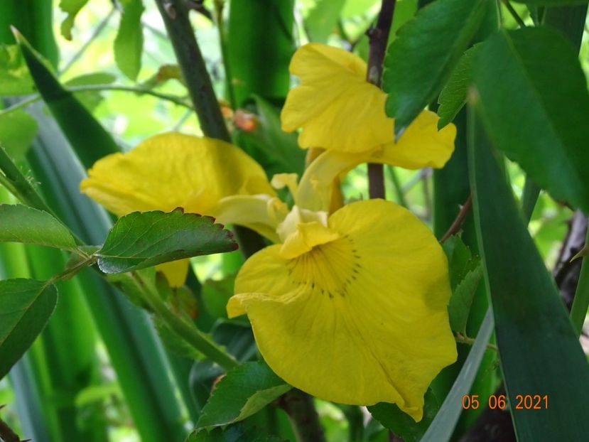  - Irisi si bujori 2021