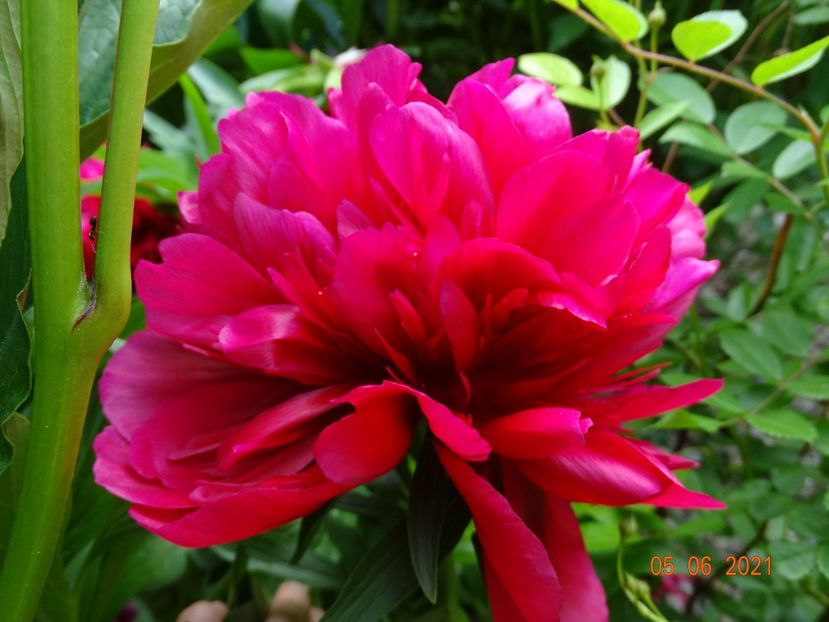  - Irisi si bujori 2021