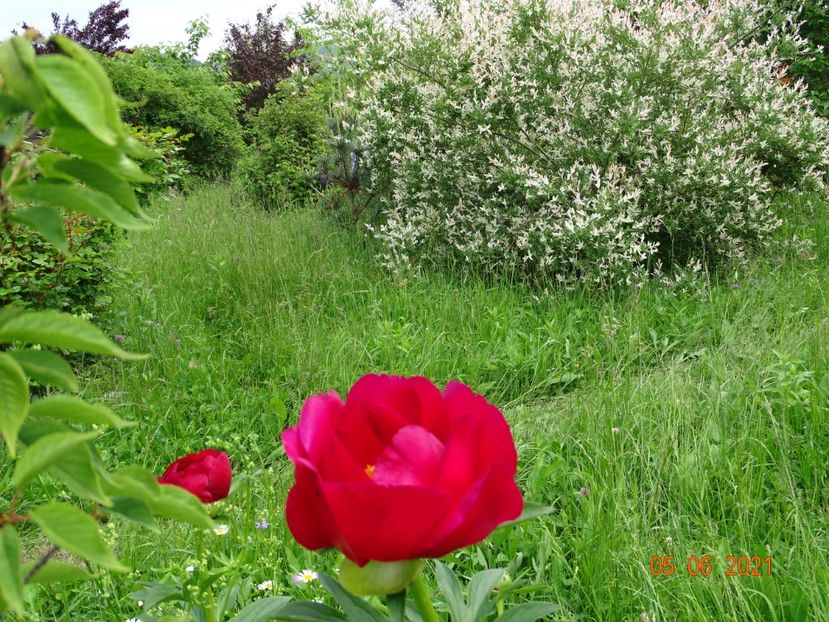  - Irisi si bujori 2021