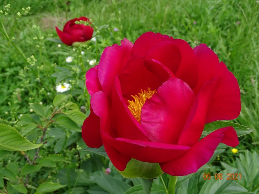 Scarlet o'Hara - Irisi si bujori 2021