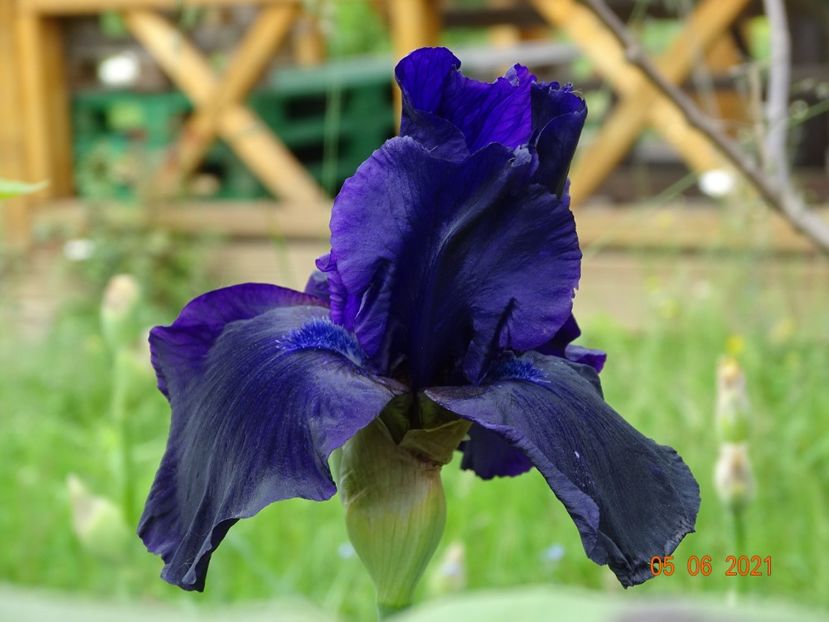  - Irisi si bujori 2021