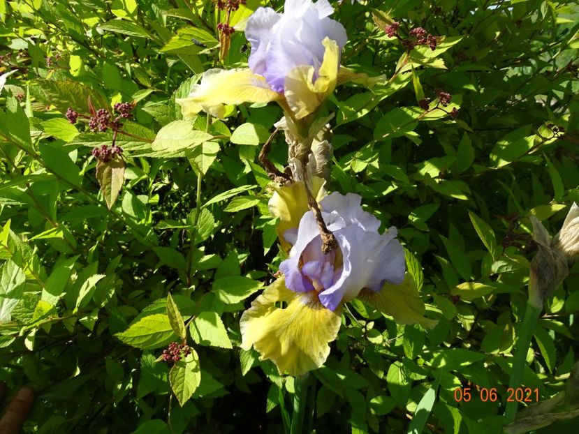  - Irisi si bujori 2021