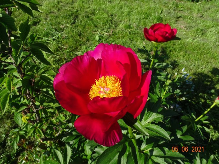  - Irisi si bujori 2021