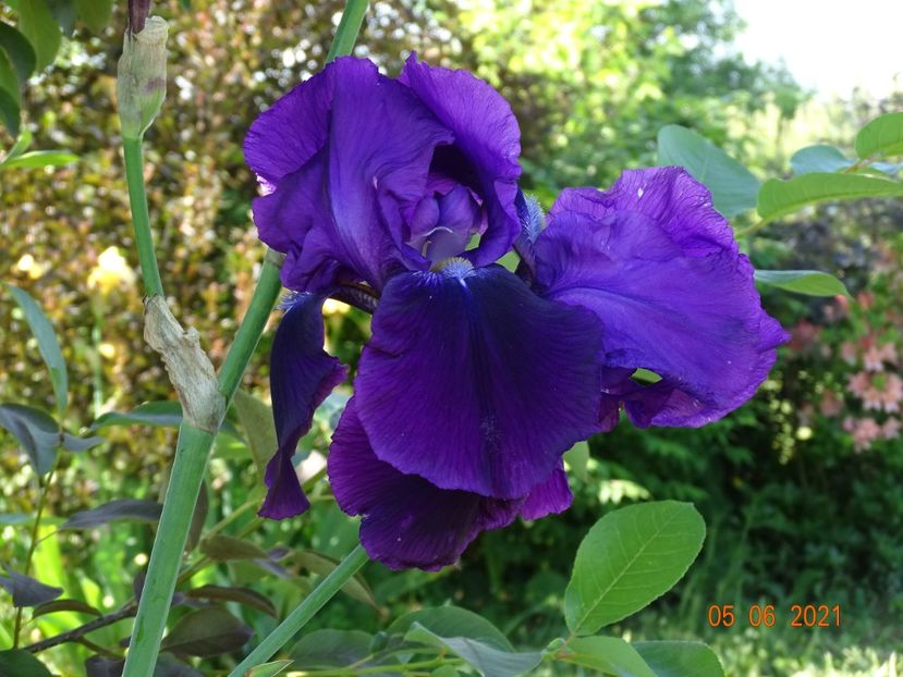  - Irisi si bujori 2021