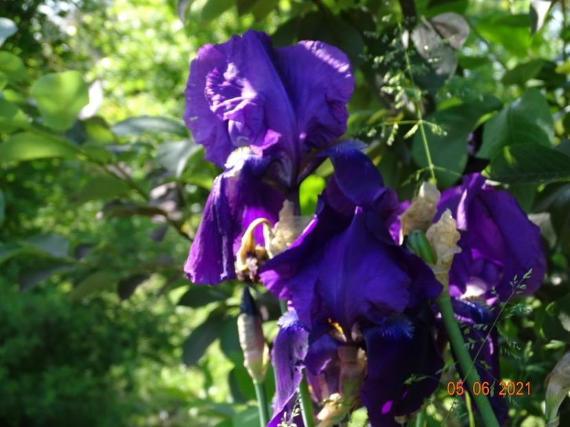  - Irisi si bujori 2021