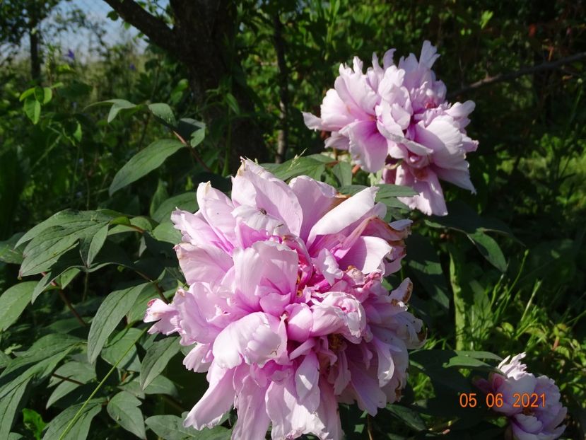  - Irisi si bujori 2021