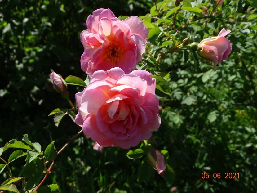  - Trandafiri 2021