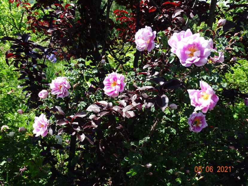  - Trandafiri 2021