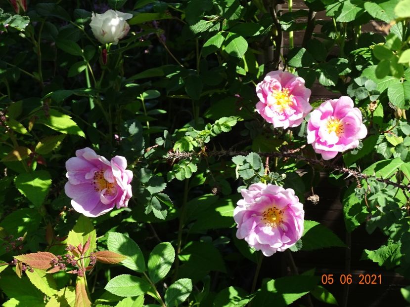  - Trandafiri 2021