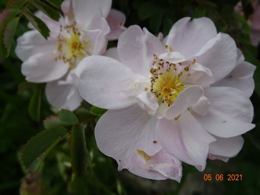  - Trandafiri 2021
