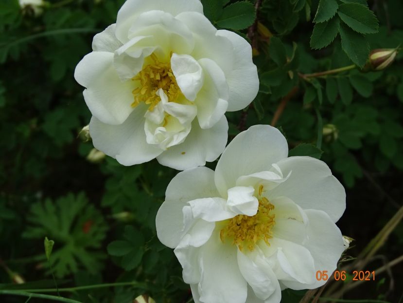  - Trandafiri 2021