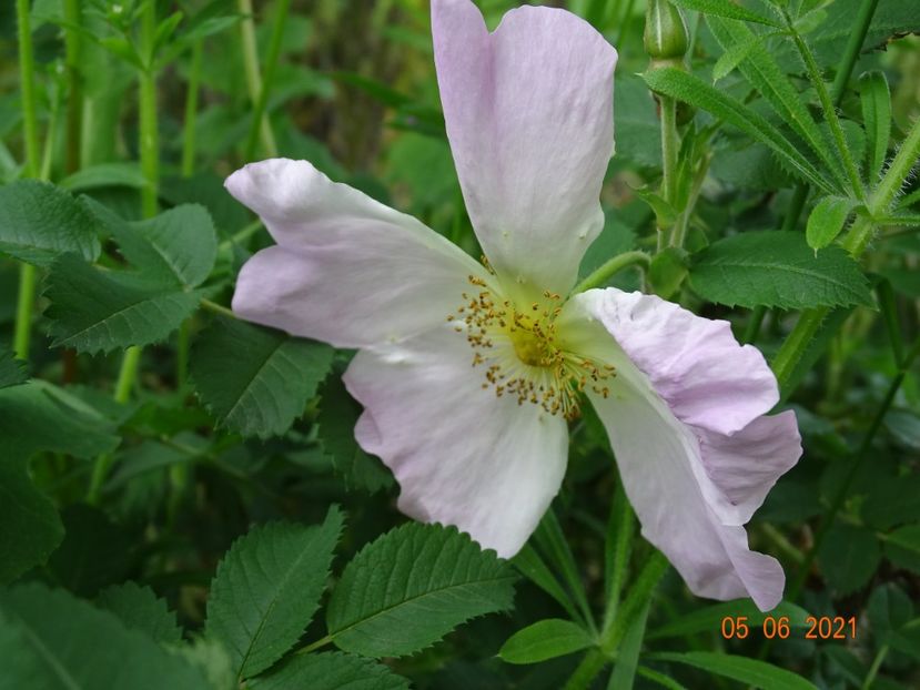 Ristinummi - Trandafiri 2021