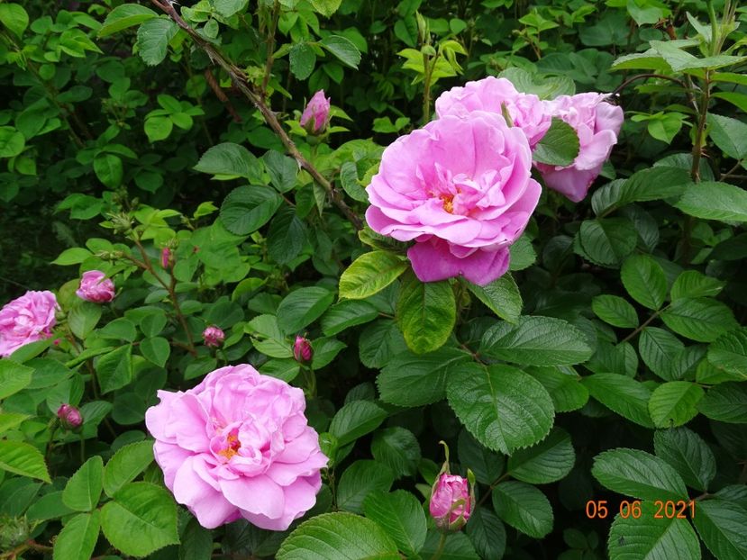  - Trandafiri 2021