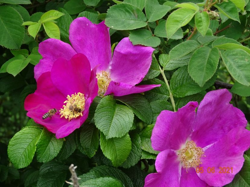  - Trandafiri 2021