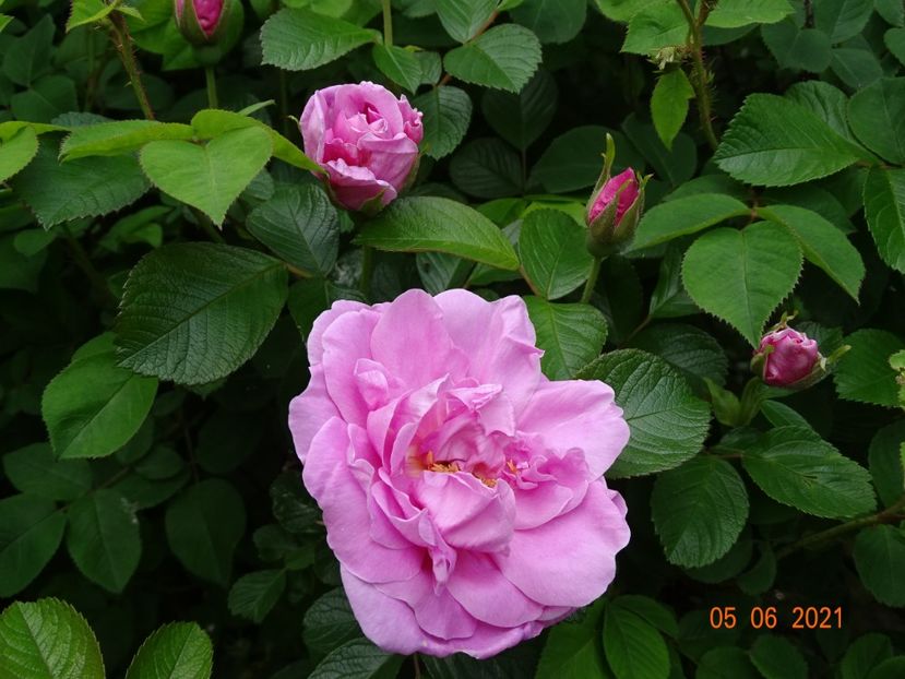  - Trandafiri 2021