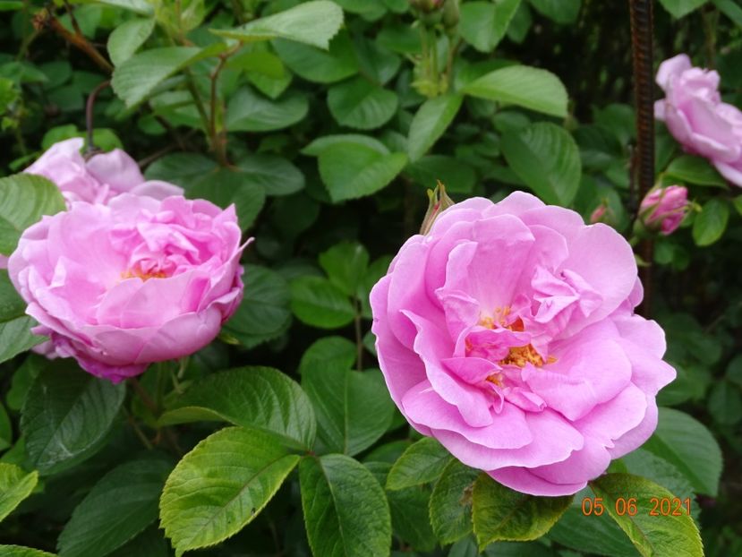  - Trandafiri 2021