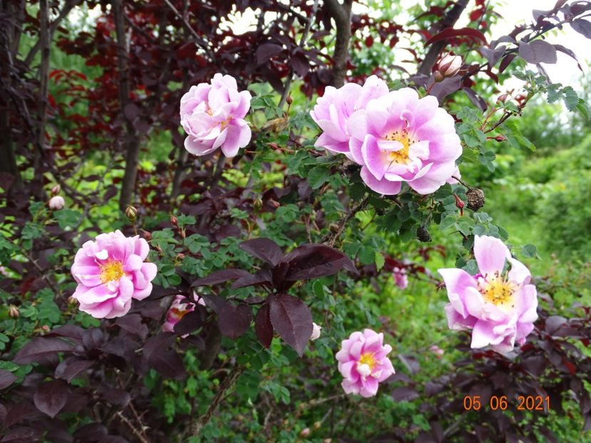  - Trandafiri 2021