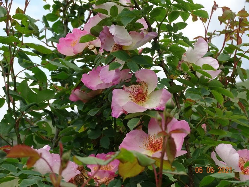  - Trandafiri 2021
