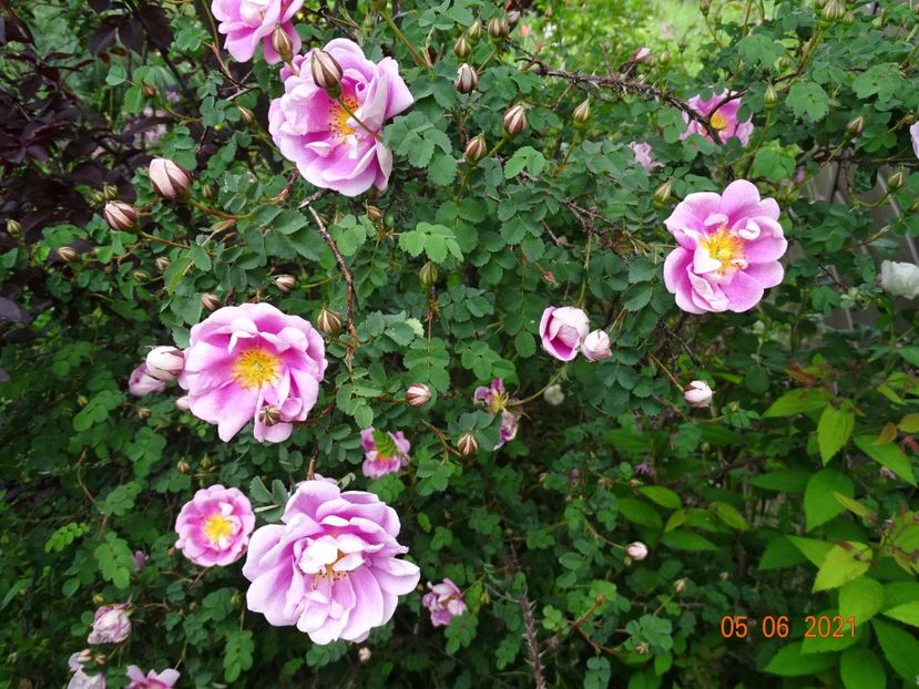  - Trandafiri 2021