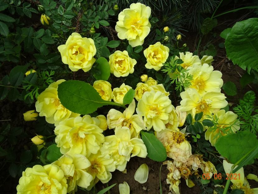  - Trandafiri 2021