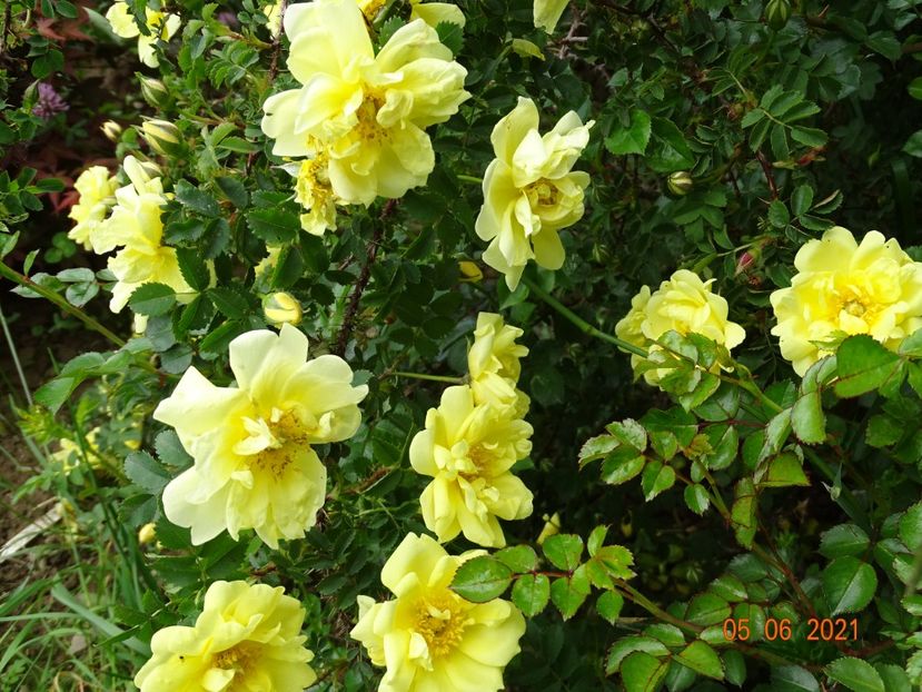  - Trandafiri 2021