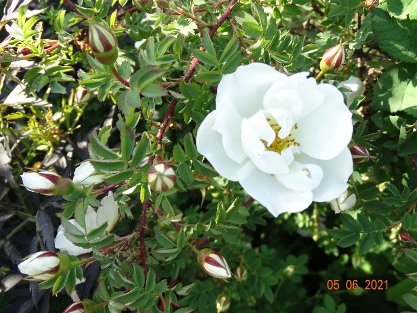  - Trandafiri 2021
